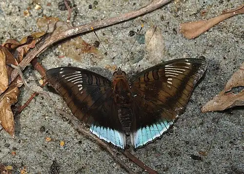 Dorsal view (male)
