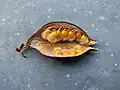 Opened seed pod of B. populneus in Agadir, Morocco.