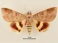 Male, dorsal view