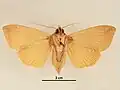 Female, ventral view