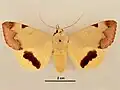 Female, dorsal view