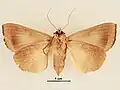 Female, ventral view