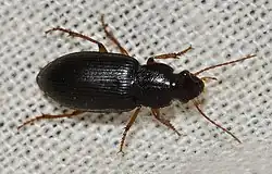 Ophonus puncticeps