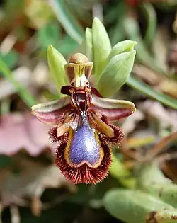 Ophrys speculum subsp. speculum