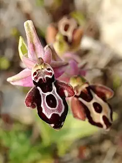 Ophrys cretica (Cretan bee-orchid)