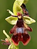 A close-up of the flower, clearly showing the iridescent pseudo-wings, pseudo-antennae, and pseudo-eyes
