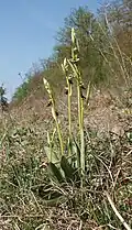 Ophrys insectifera Habitat