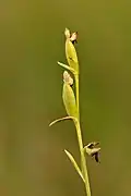 Infructescence