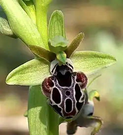 Ophrys kotschyi (Cyprus bee orchid)