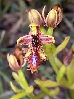 Ophrys speculum subsp. regis-ferdinandii