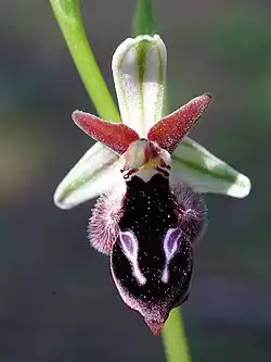 Ophrys reinholdii (Reinhold's bee-orchid)