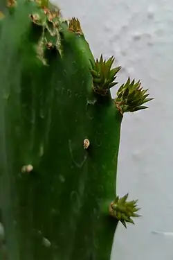 Buds of Opuntia cochenillifera