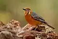 An orange-headed thrush (ssp. cyanota) at Dandeli Wildlife Sanctuary, India