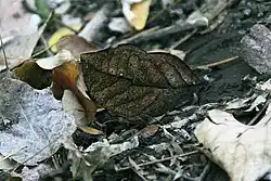 Image 42A camouflaged orange oak leaf butterfly, Kallima inachus (centre) has protective resemblance. (from Animal coloration)