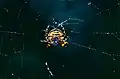 Orbweb spider (Araneidae)