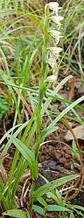 Most orchids have leaves arranged spirally up the stem.