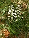 Whole plant