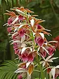 Inflorescence of Calanthe tankervilleae