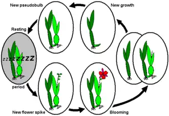 Annual life cycle of sympodially growing orchids with dormancy after completing new growth/pseudobulb, e.g., Miltonia, or Odontoglossum