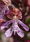 O. × hybrida (O. militaris × O. purpurea)