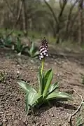 Large individual