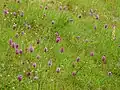 Anacamptis pyramidalis Habitat