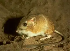 Brown and white long-tailed rat