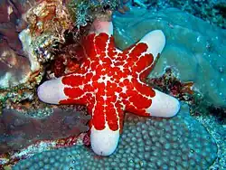 Choriaster granulatus