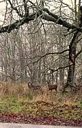 Deer are sometimes spotted onsite.