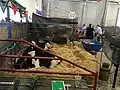 Cattle, 2016