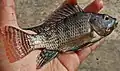 A dead Tilapia in a person's hand. It is black and white in colour.