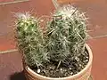 Oreorcereus celsianus in pot