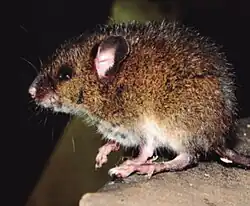 Brown and white rat
