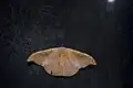 Oreta extensa