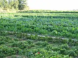 Organic farming is common in Manaloor, Vatanappally.