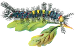 Illustrated caterpillar