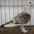 Satinette