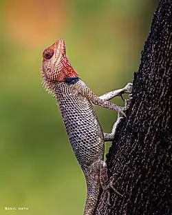 An Oriental garden lizard awaiting its prey in the concrete city of Hyderabad.