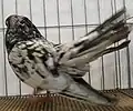 Oriental Roller Splash