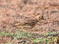 Oriental skylark (Alauda gulgula) blending with grassland, April 2024