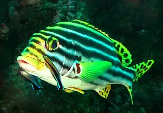 Image 36A brilliantly-coloured oriental sweetlips fish (Plectorhinchus vittatus) waits while two boldly-patterned cleaner wrasse (Labroides dimidiatus) pick parasites from its skin. The spotted tail and fin pattern of the sweetlips signals sexual maturity; the behaviour and pattern of the cleaner fish signal their availability for cleaning service, rather than as prey. (from Animal coloration)
