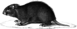 Drawing of black hutia