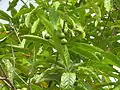 Fruits and leaves