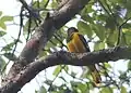 O. c. speculifer is endemic to Mount Gorongosa, Mozambique