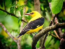 Eurasian golden oriole, Ayódar, Valencia