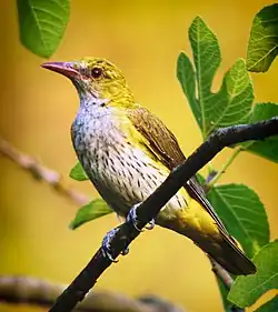 Eurasian golden oriole, Ayódar, Valencia