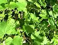 Green leaves with emerging inflorescence