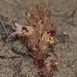 The inflorescence of prairie broom-rape emerging from sand shaped rather like a soft pinecoen, mostly gray-brown with three open flowers with small amounts of dull purple