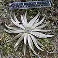 rosette