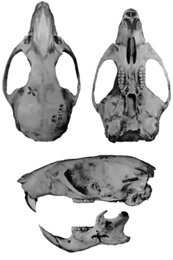 Rat skulls